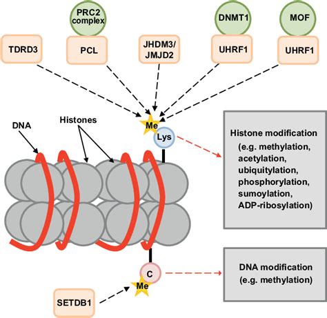 Tudor domain proteins in development 